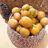 180 piezas Semillas de azufaifa orgánicas, Plantas columnares de frutas resistentes al invierno para balcones. Árbol de azufaifa Ziziphus, semillas de frutas plantas exóticas resistentes