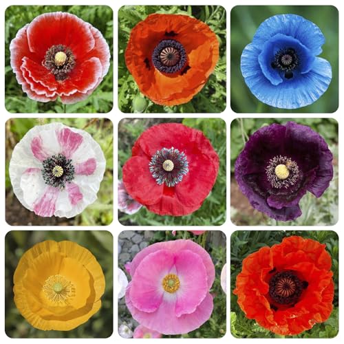 11000+ Mix Poppy Flower Seeds for Planting - Non-GMO Heirloom Plant Seeds