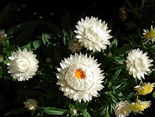 100Pcs Mixed Everlasting Paper Daisy Seeds Xerochrysum(Helichrysum) Bracteatum Seeds #TOP2