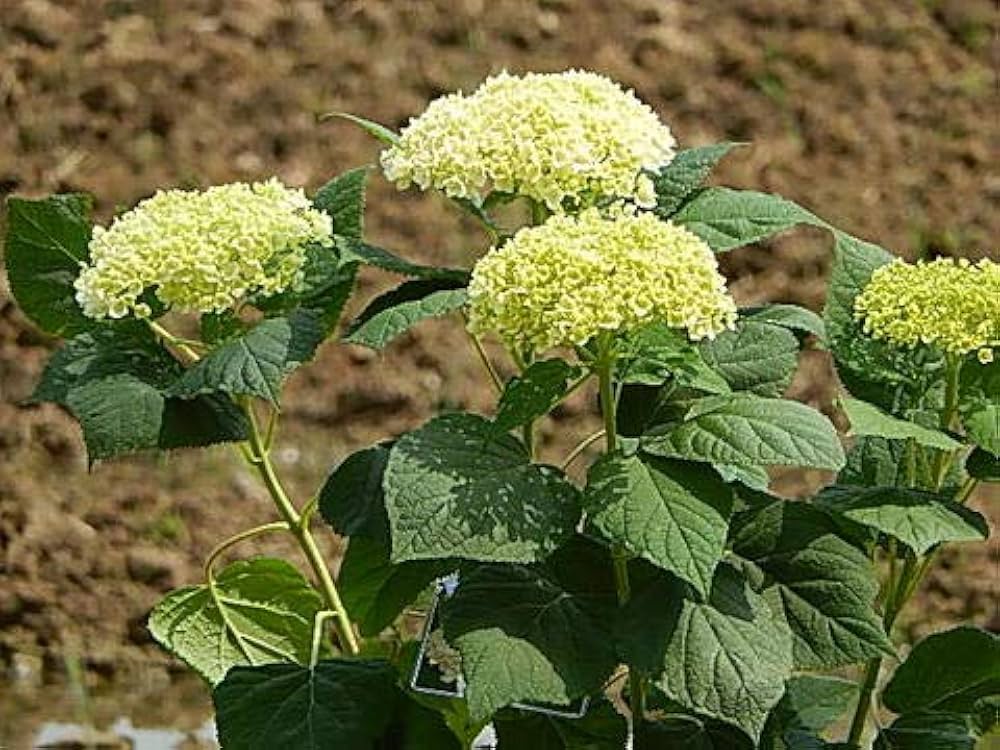 anaberu様① Amazon.co.jp: 6号サイズ1鉢母の日鉢花 アナベル苗 紫陽花