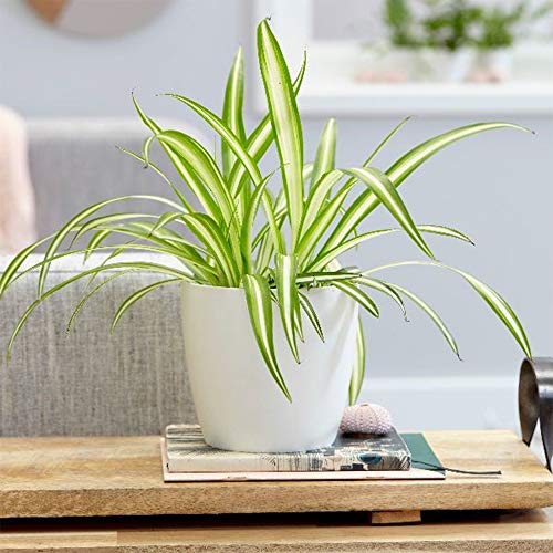 American Plant Exchange Live Spider Plant, Spider Ivy Plant, Ribbon Plant, Plant Pot For Home And Garden Decor, 6" Pot #TOP2