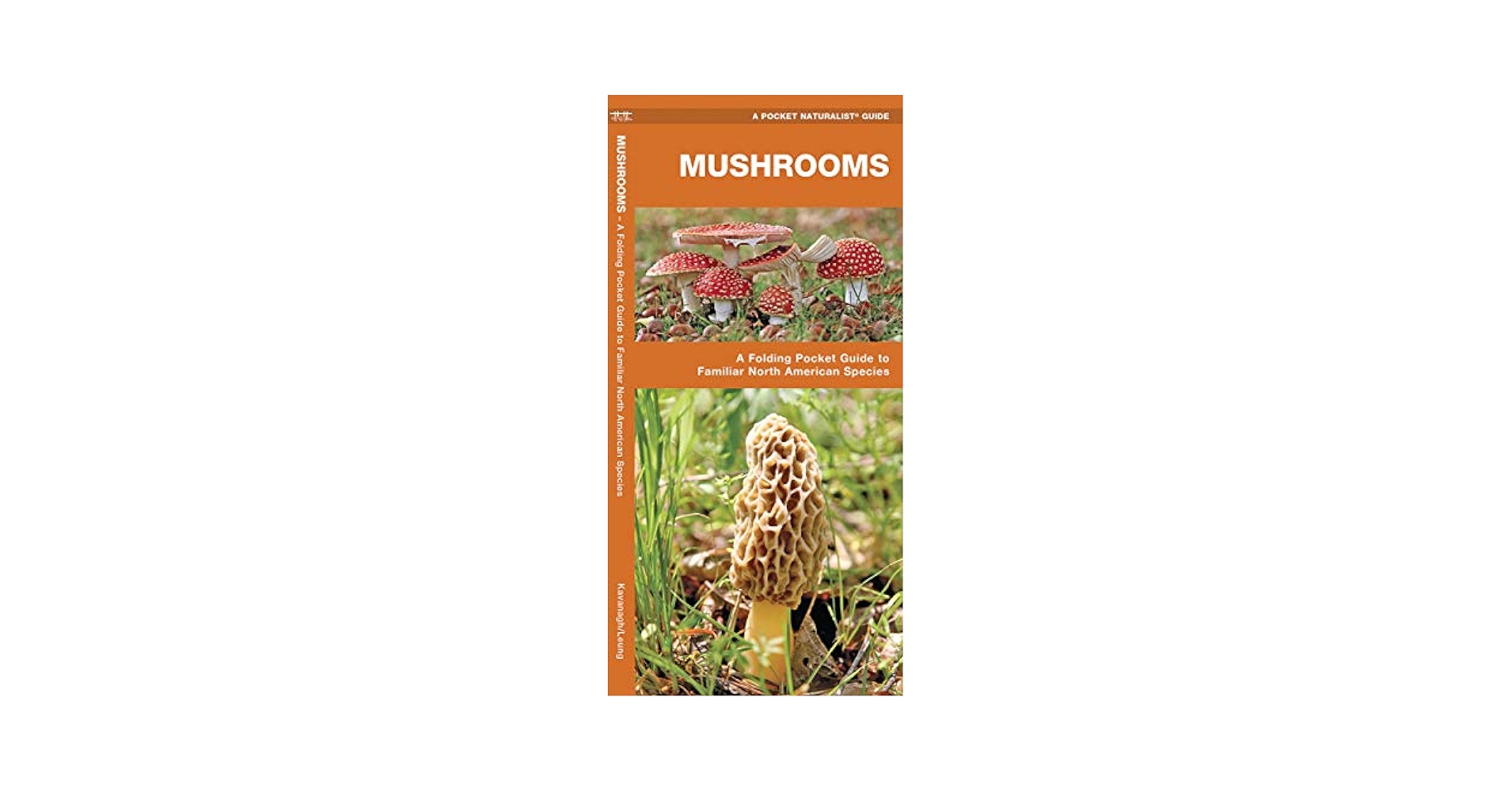 Mushrooms: A Folding Pocket Guide to Familiar North American
