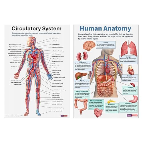 Nybhyjka Póster De Anatomía Humana,16 Láminas Del Nervioso | Láminas Educativas Científicas Para Estudio Y Enseñanza