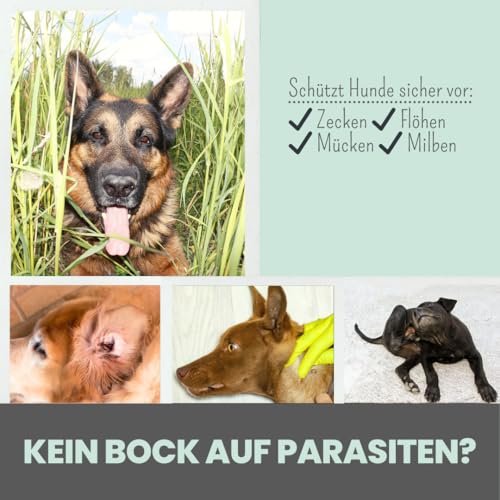 Zeckenschutz für Hunde ohne Chemie noms+ Z-Spot-On Zeckenmittel