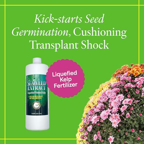 Image of Grow More Liquified Seaweed Extract Fertilizer for Plants - 1 Quart of Natural Liquid Kelp Fertilizer - 11% Organic Kelp Plant Food for Transplant Protection & Root Development