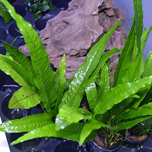 Java Fern Philippine in 2