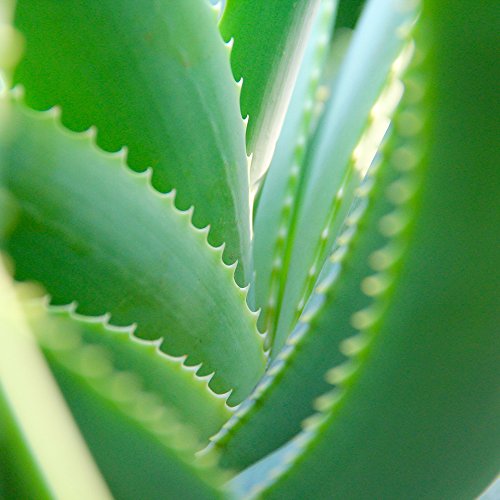 Dominik Blumen und Pflanzen, Echte Aloe Vera, 12cm Topf, ca. 20 - 30 cm hoch, 2 Pflanzen & Efeutute, Epipremnum aureum, 2 Pflanzen, Zimmerpflanzen, rankend, Ampelpflanzen - Image 5