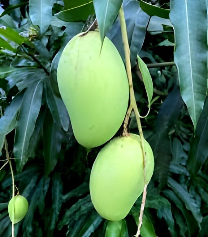 Image of Testy & Delicious Frash ''Katimoni Mango Fruit'' Tree Grafted Plant || For Home Garden Outdoor & Indoor plant.