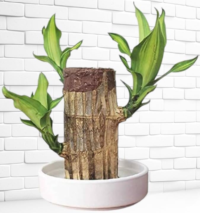 See full amazon price history chart for Brazilian Wood Plant For Sale (Pack of 1) Brazilian Wood Plant For Sale (Pack of 1) (B0DGSXLSGT) Amazon Price History, Amazon Price Tracker