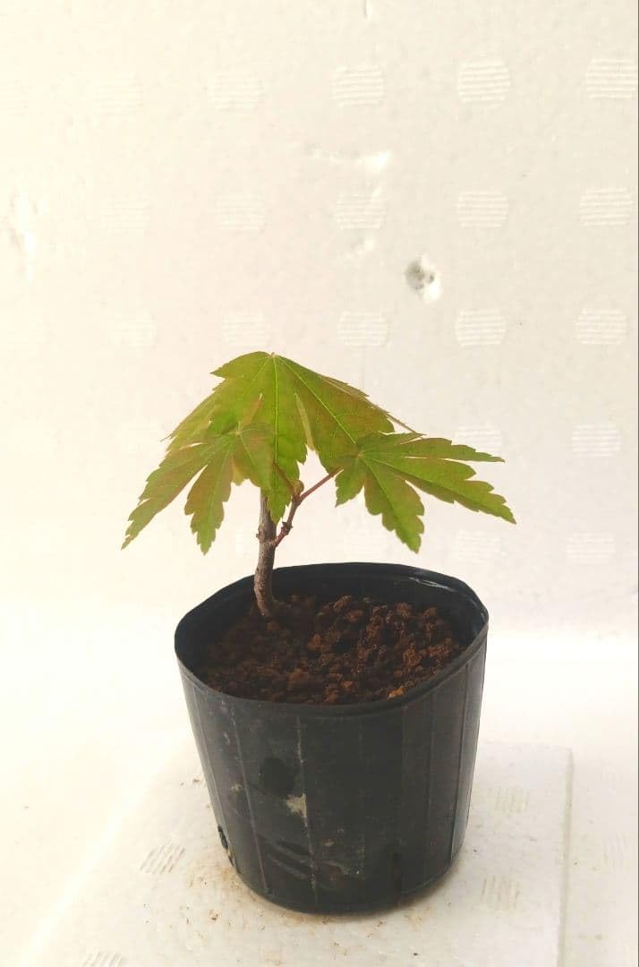 Amazon｜コハウチワカエデ5年もの豆盆栽ミニ盆栽苔玉｜観葉植物