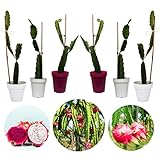 6 PLANTAS DE PITAYA , PITAHAYA O FRUTA DEL DRAGÓN. Lote de 6 plantas en maceta.