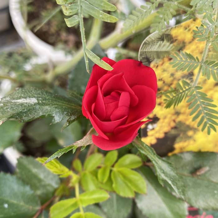 要問合せ♥️美しい薔薇空間♥️チェスト　ミニテーブル　薔薇ペイント　バラ　ローズ ハンドペイント 薔薇の5段チェスト フレンチホワイト｜姫系