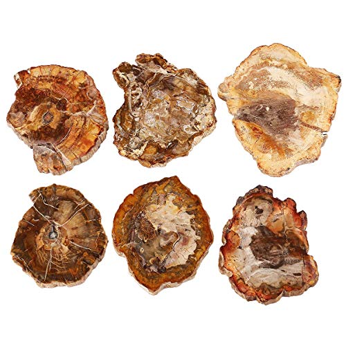 mookaitedecor Natural Petrified Wood Slice Healing Crystal Irregular Small Rough Stone Coaster, Reiki Gemstone Specimen Fossilized Wood Stone Slab Mineral Home Decoration(135-250g), Length 70-120mm - Image 3