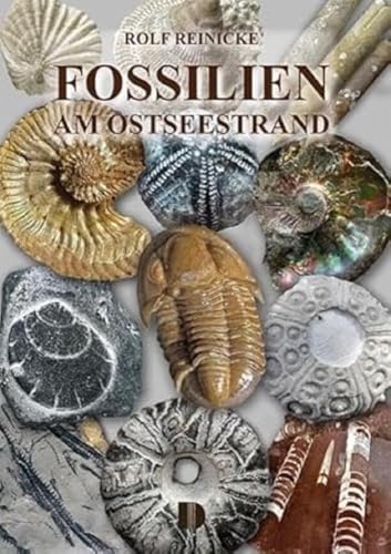 Preisvergleich Produktbild Fossilien am Ostseestrand