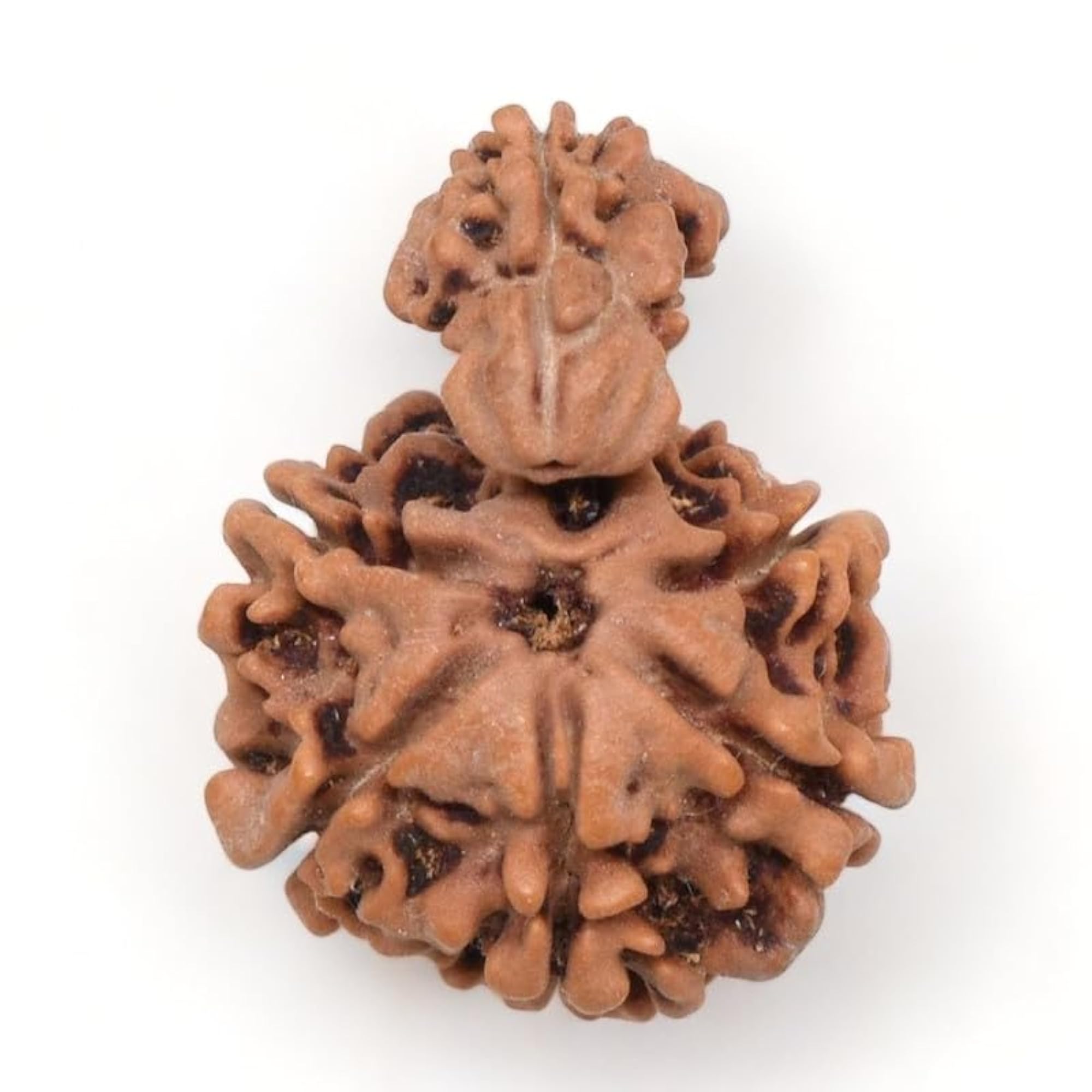 Sawar Rudraksha Pendant, Original Holy Bead