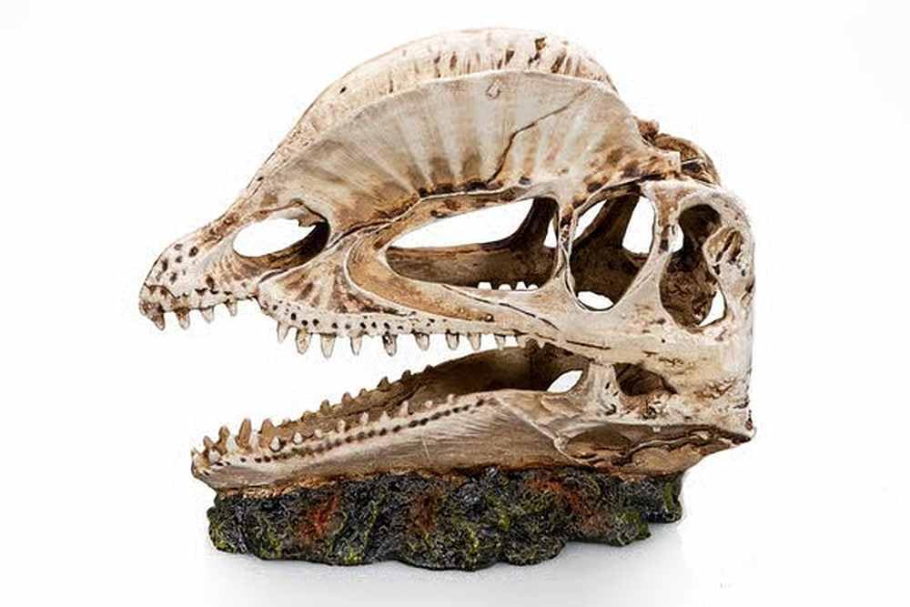 Biotope Aquatics Ltd - Ornamenti per Acquario, Decorazioni in Poliresina per Vasca da Pesce da Nuotare, Design Multipli - Dinosauro, Teschio, Barca, Nave, Radice di Albero, Legno, Grotta (Teschio di