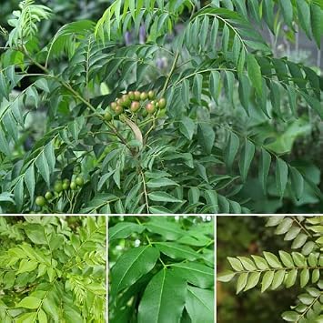 80Pcs Green Curry Leaf Plant Seeds