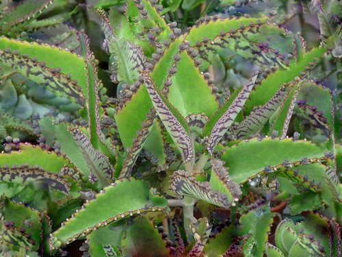 Goethe Pflanze/Brutblatt Kindel-Ableger Aquarium Rio Zucht : Amazon.de:  Garten