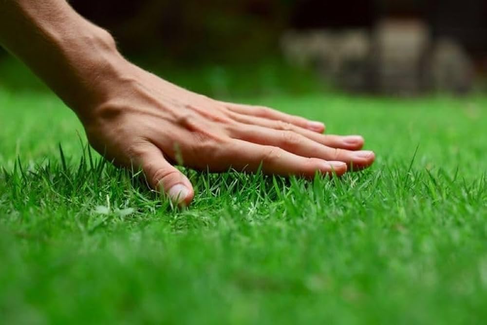 American Imported Bermuda Lawn Grass Seed, All-Season Mix, Natural Green Coverage, Pack of 3000+, for Home and Gardening-image-1