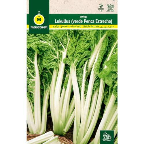 Mascarell Semillas, ACELGA, Semillas Huerto, ACELGA VERDE PENCA ESTRECHA - LUKULLUS, Crea tu Propio Huerto Urbano y Cultivo en Casa, Plantas Hortícolas, 5 Gramos