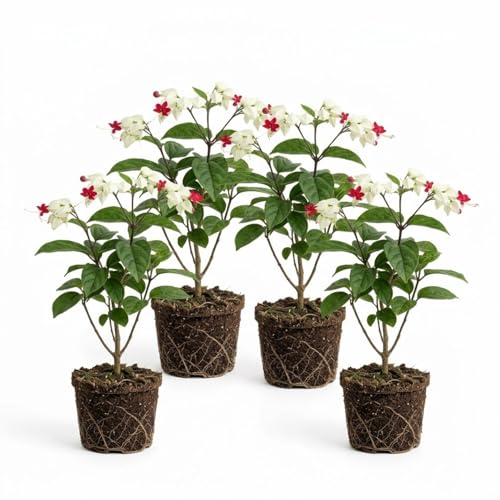 4 Bleeding Heart Plant Live 4–6 Inches, Shade Loving Perennial Flowers for Garden Beds, Borders or Landscape (White Red)