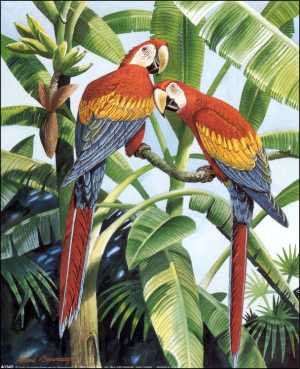 DSC Red Parrots Paper Tole 3D Kit 8x10
