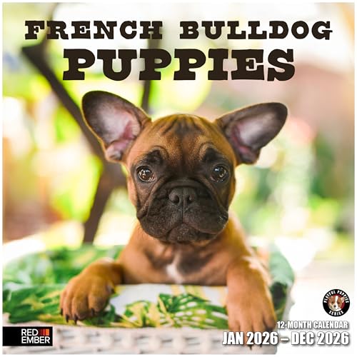 Image of RED EMBER French Bulldog Puppies 2026 Wall Calendar 12 Month | 12 inch x 24 inch Open | Thick & Sturdy Paper | Giftable | Cute Frenchie Puppy Dog Calendar 2026
