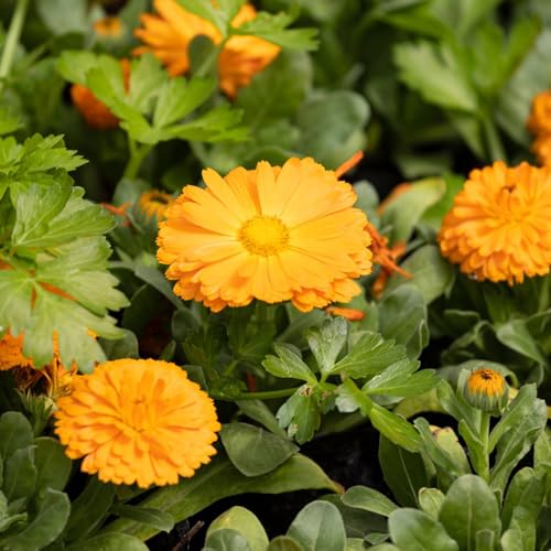 semillas de caléndula, resistente cobertura del suelo Decoración de balcón jardín 100pcs