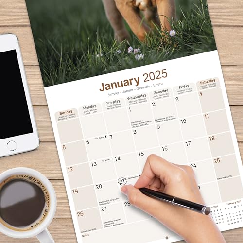 Boxer 2025 - 16-Monatskalender: Original Avonside-Kalender [Mehrsprachig] [Kalender] (Wall-Kalender)