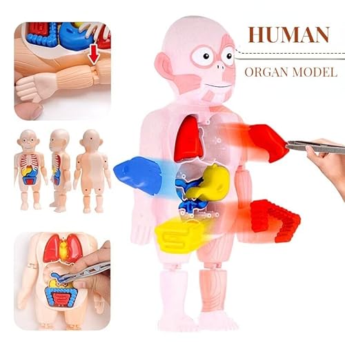 Brinquedo Educacional Corpo Humano Anatomia 3D