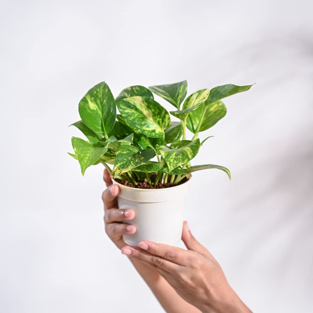 UGAOO Combo of 2 Indoor Plants for Home Decor with Grow Pot - Money Plant Variegated, Jade Plant