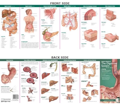 Tabla Anatómica 9780781776882 Anatomía y Trastornos del Sistema Digestivo: Guía de Estudio (Anatomical Chart Company's Illustrated Pocket Anatomy)