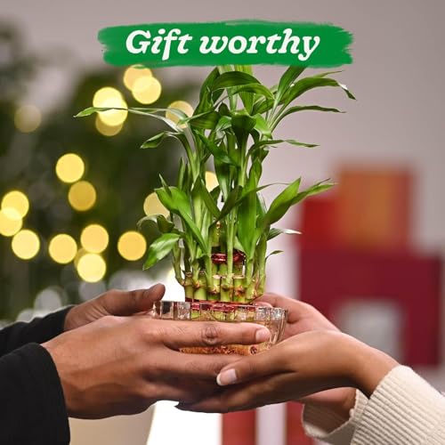 Image of AYUTAS Clear Glass Mini Bowl Planter, Wide Round Shape 2 Layer Lucky Bamboo Plant Pot, Crystal Cut Decorative Glass Bowl For Balcony, Bedroom, Reception & Home Decoration - Pack of 1 Piece, 3.5 Inches