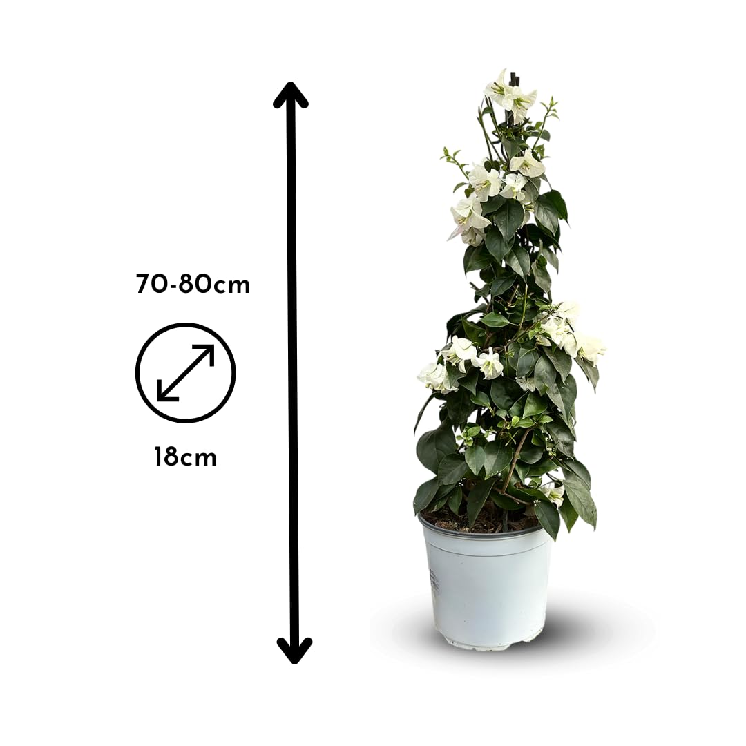 Attitude Jardin - Bouganville piramide - pianta fiorita - 70-80 cm - ⌀ 18 cm - pianta da esterno - fiore bianco