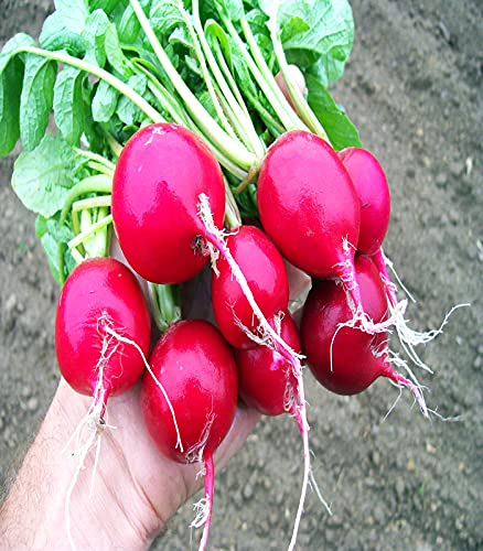 Golden Hills Farm Hybrid Radish Red Round Vegetable 500+ seeds (B095Z6GLQK) Amazon Price History, Amazon Price Tracker