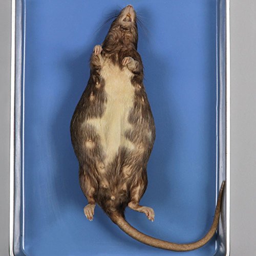 Carolina's Perfect Solution Pregnant Rat, 7", Plain, 1 Per Bag