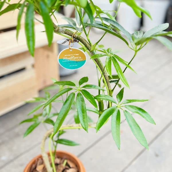 Amazon｜おしゃれ 観葉植物：シェフレラ アンガスティフォリア*7号