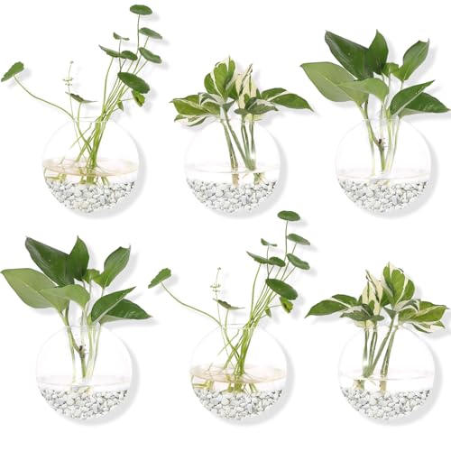 Hanging Wall Planters Pack of 6 Glass Planter Pots...