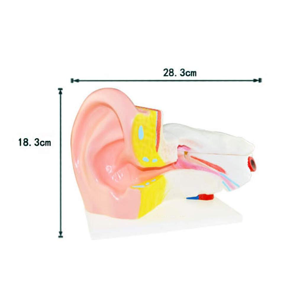 6X powiększony Modele medyczne anatomiczny ucha, Modele medyczne anatomii ludzkiego organu, Modele medyczne ucha, materiał PCW, Modele medyczne ludzkiego ucha, do nauki edukacji naukowej