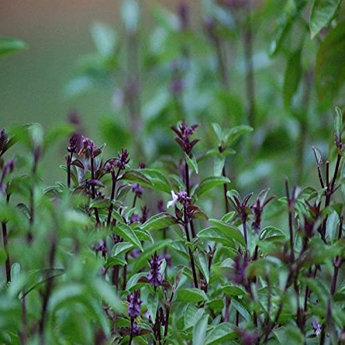 Thai basil seeds for planting,100 germination (50 seeds) Amazon.in