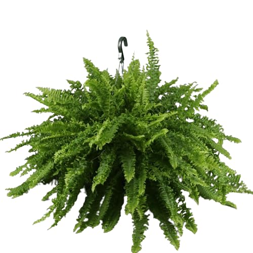 Helecho Colgador Gigante Natural Planta de Tamaño Grande en Maceta de 20cm