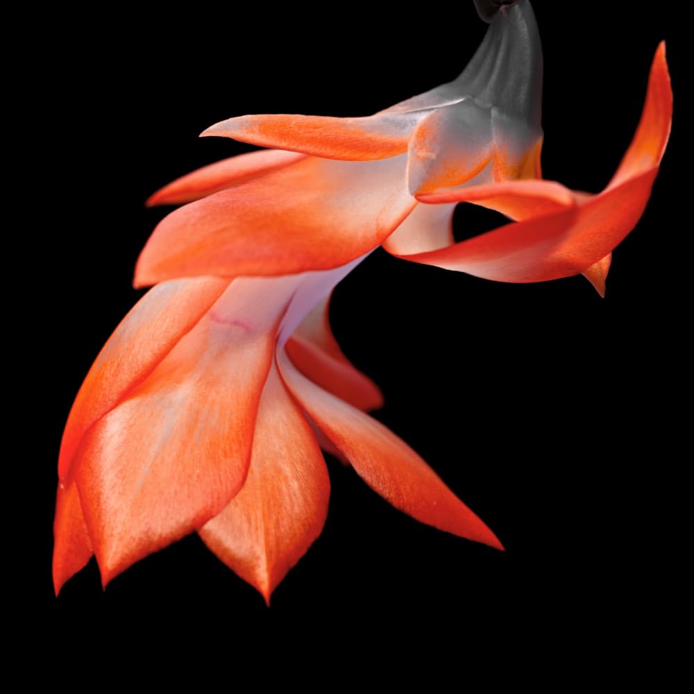 TriStar Thanksgiving Cactus