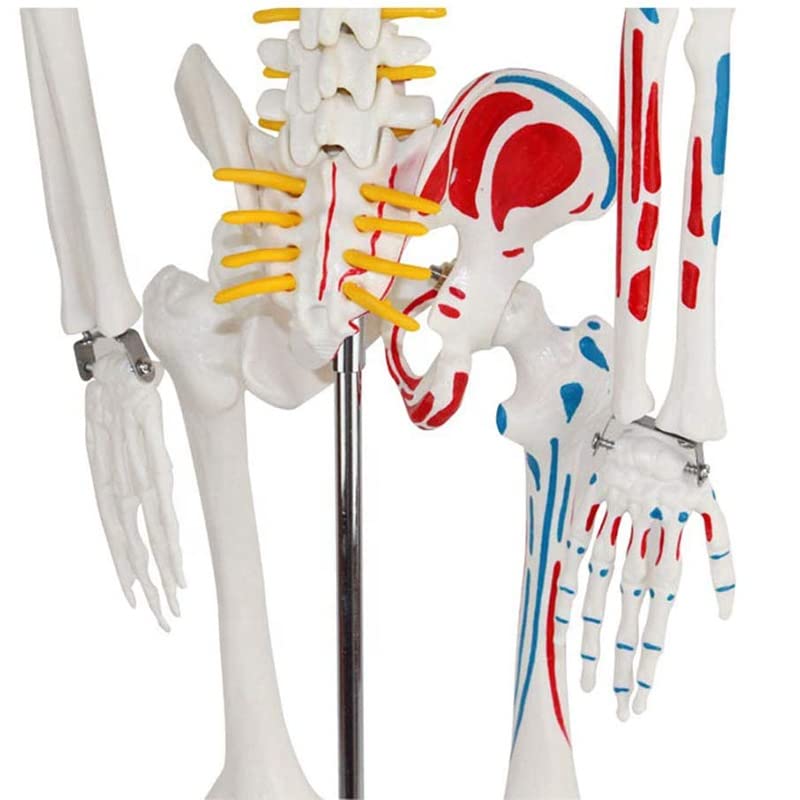Image of ✮ Human Skeleton Model ✮ 85CM Tall ✮ Painted Muscle Insertion and Origin Points ✮ Removable Arms and Legs ✮