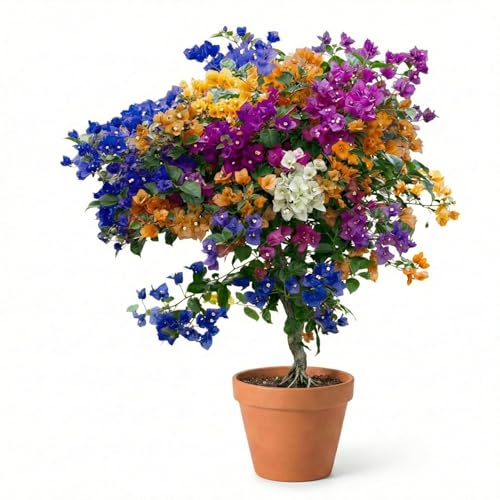 Image of Multicolor Bougainvillea Live Plant with Pot | Rare Grafted Multi Color Flowering Bougainvillea Plant | Decorative Outdoor Indoor Plant for Home Garden Balcony Terrace Decor | Pack of 1