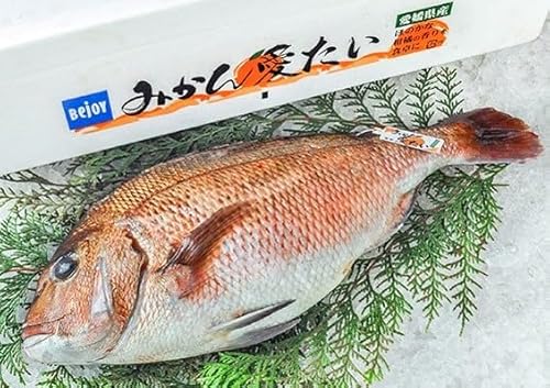愛媛県産 みかん愛たい セミドレス 真鯛 1尾 約1.5㎏～2㎏（内臓、ウロコ処理済み）のサムネイル