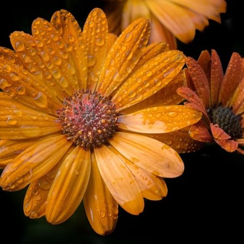 When Caregiving Saturates