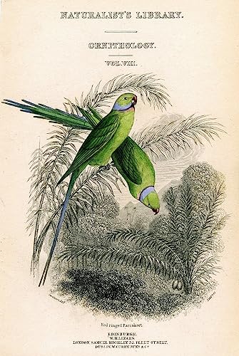Affiche toile ornithologie pour salon élégant avec la Perruche de William Lizars