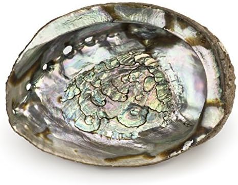 ARTEMISTORE Abalone Shell (4") - NOT for Export - US ONLY