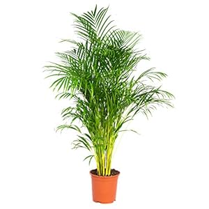 Dypsis Lutescens – Goudpalm – Kamerplant – Onderhoudsvriendelijk – ⌀24 cm – 140-150 cm