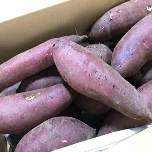 �y�Y�n���I�z�󂠂�@�V���N�X�C�[�g�@�傫�����܂����@1���@��5kg